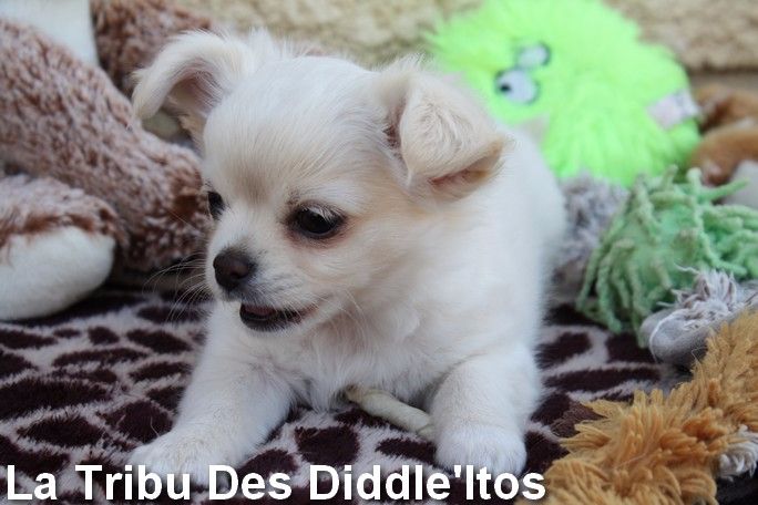 De La Tribu Des Diddle'itos - Chihuahua - Portée née le 14/04/2017
