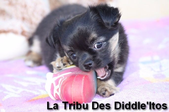 De La Tribu Des Diddle'itos - Chihuahua - Portée née le 16/07/2016