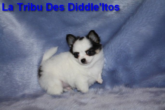 chiot Chihuahua De La Tribu Des Diddle'itos