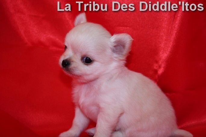 De La Tribu Des Diddle'itos - Chihuahua - Portée née le 01/08/2016