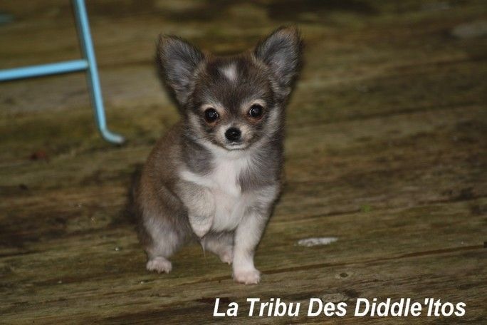 De La Tribu Des Diddle'itos - Chihuahua - Portée née le 07/10/2014