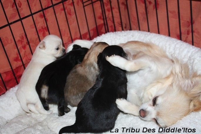 De La Tribu Des Diddle'itos - Chihuahua - Portée née le 03/05/2014