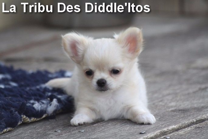 De La Tribu Des Diddle'itos - Chihuahua - Portée née le 18/06/2015