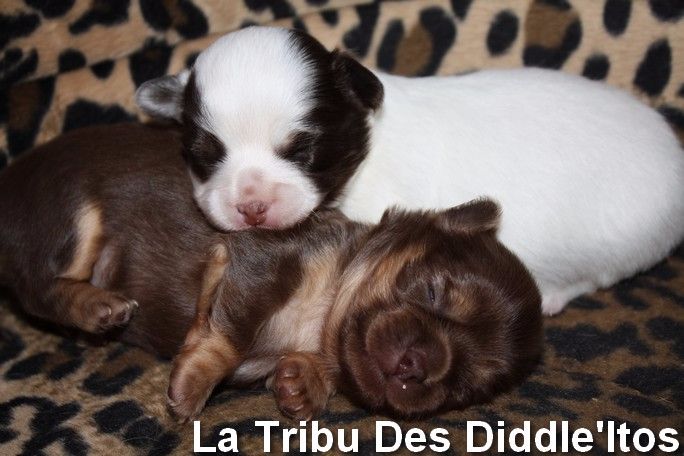 De La Tribu Des Diddle'itos - Chihuahua - Portée née le 21/10/2017