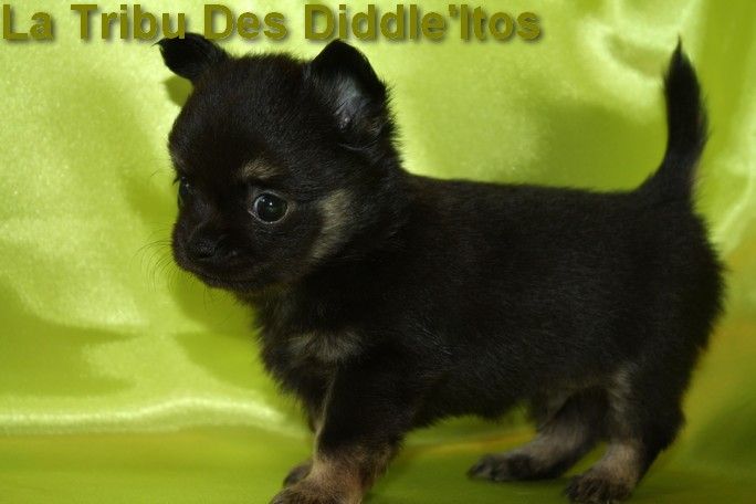 De La Tribu Des Diddle'itos - Chihuahua - Portée née le 14/10/2019