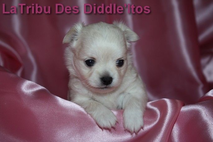 De La Tribu Des Diddle'itos - Chihuahua - Portée née le 15/05/2020