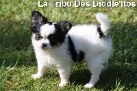 De La Tribu Des Diddle'itos - Chihuahua - Portée née le 30/04/2021