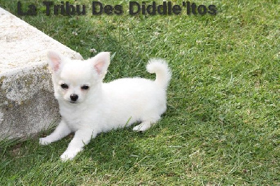 De La Tribu Des Diddle'itos - Chihuahua - Portée née le 08/05/2023