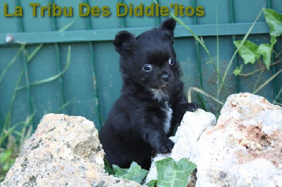 De La Tribu Des Diddle'itos - Chihuahua - Portée née le 23/04/2023