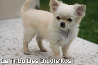 De La Tribu Des Diddle'itos - Chihuahua - Portée née le 26/03/2022