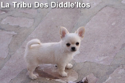 De La Tribu Des Diddle'itos - Chihuahua - Portée née le 15/03/2022