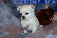 De La Tribu Des Diddle'itos - Chihuahua - Portée née le 26/10/2020