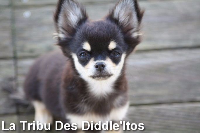 De La Tribu Des Diddle'itos - Chihuahua - Portée née le 15/04/2017