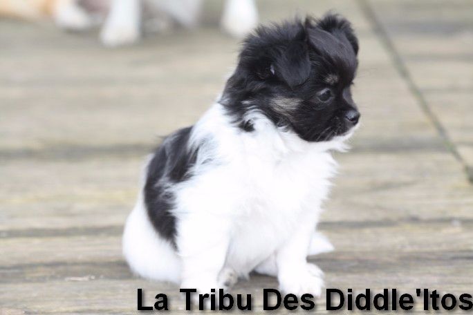 De La Tribu Des Diddle'itos - Chihuahua - Portée née le 10/03/2015