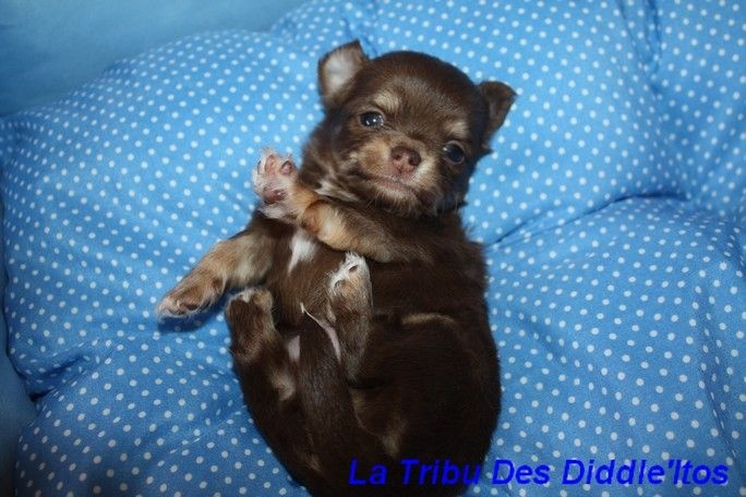 De La Tribu Des Diddle'itos - Chihuahua - Portée née le 02/07/2014