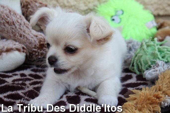 De La Tribu Des Diddle'itos - Chihuahua - Portée née le 14/04/2017